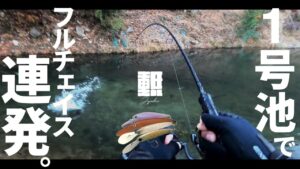 管理釣り場でミノーだけ、エリアミノーイング聖地にて大型トラウトを攻略【Eng Subs】 #エリアトラウト #管理釣り場 #日本イワナセンター