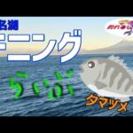 【夕マヅメの魔法】浜名湖チニング！光と影が交差する瞬間にクロダイが動く！LIVE配信