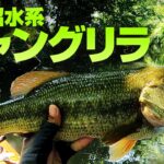 手賀沼水系シャングリラ【バス釣りSUP】