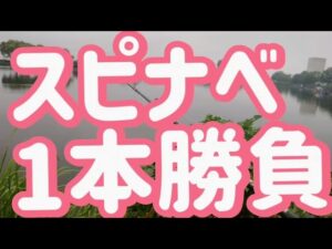 【近藤沼バス釣り】修行のようなバス釣り。スピナーベイトだけで勝負、真夏の近藤沼#バス釣り#fishing#スピナーベイト