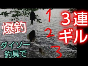 【榛名湖釣り】【ブルーギル】ダイソーのサビキでギルを釣りまくる動画#榛名湖 #fishing #釣り#バス釣り