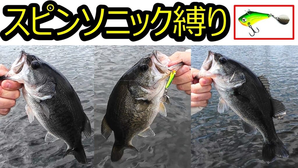 【管理釣り場】ブラックバスをスピンソニックのみで釣る in 浜名湖フィッシングリゾート_2025年8月14日