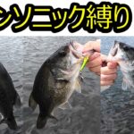 【管理釣り場】ブラックバスをスピンソニックのみで釣る in 浜名湖フィッシングリゾート_2025年8月14日