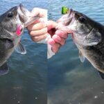 【管理釣り場】バスポンドのリニューアルオープン in  浜名湖フィッシングリゾート_2025年8月2日