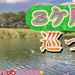《へらぶな釣り to 切れ所沼》最初はしょうがないにしてもまさかあそこで喰らうとは思わなかった😣安牌？な場所に移動して終日デコは逃れられた😮‍💨
