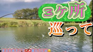 《へらぶな釣り to 切れ所沼》最初はしょうがないにしてもまさかあそこで喰らうとは思わなかった😣安牌？な場所に移動して終日デコは逃れられた😮‍💨
