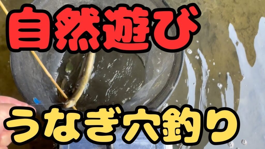 近所の川で　うなぎ穴釣り