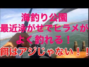 【浜名湖】新居海釣り公園 泳がせ ヒラメ サビキ サッパ ブッコミ ヒラメ好調 簡単 釣れる 釣り