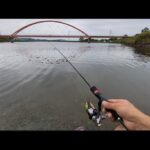 本日最速最新【奥浜名湖みをつくし橋】ハゼ釣行調査🐟