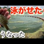 【バス釣り】息子が釣りしよっかな？と言うのでガイドした件 小貝川 砂沼