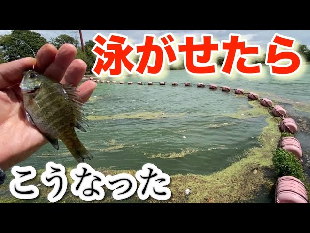 【バス釣り】息子が釣りしよっかな？と言うのでガイドした件 小貝川 砂沼