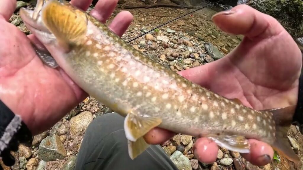 【会津渓流釣り】アブの猛攻に耐え抜いての貴重な尺イワナ。（松倉川釣行）