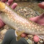 【会津渓流釣り】アブの猛攻に耐え抜いての貴重な尺イワナ。（松倉川釣行）