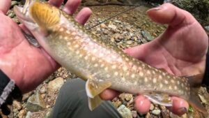 【会津渓流釣り】アブの猛攻に耐え抜いての貴重な尺イワナ。(松倉川釣行)