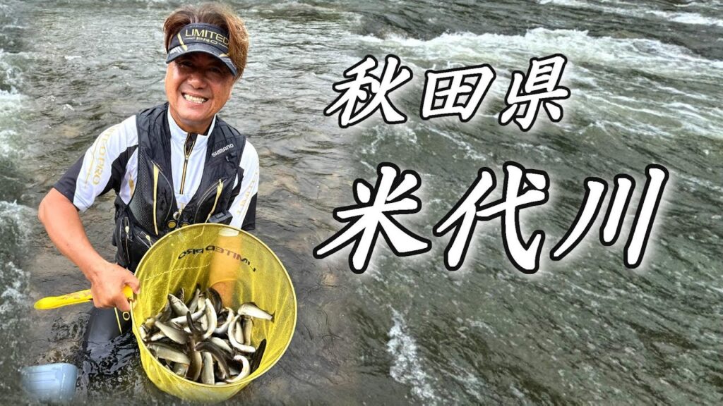 【鮎釣り】秋田県 米代川 良型が連発❗