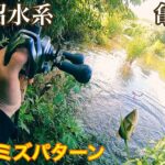 手賀沼水系亀成川でバス釣り(千葉県)