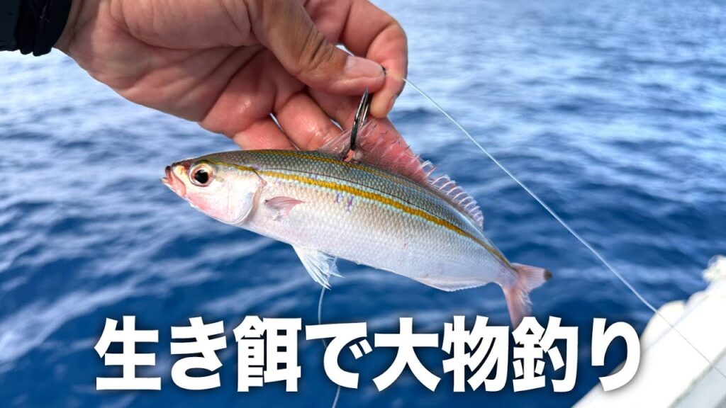 【沖縄離島】生き餌を海に落としたら…次々と竿がブチ曲がる衝撃展開!!連続大物・泳がせ釣り