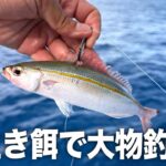 【沖縄離島】生き餌を海に落としたら…次々と竿がブチ曲がる衝撃展開!!連続大物・泳がせ釣り