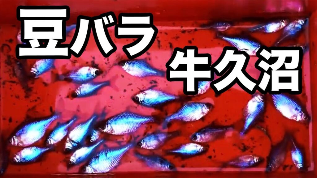 小さなタナゴ釣り  暴風の 牛久沼  【小物釣り  オカメ  豆バラ】