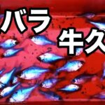 小さなタナゴ釣り  暴風の 牛久沼  【小物釣り  オカメ  豆バラ】