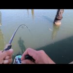 もう…無理…【本日浜名湖超最速釣り情報】📢