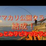 【浜名湖】 海釣り公園 会長はマゴチ、クエも釣るぞ サビキ 伝説のベイト ママカリ 泳がせ ぶっこみ