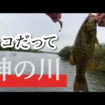 【小貝川】バイト多発！これだからやめられない スモールマウス