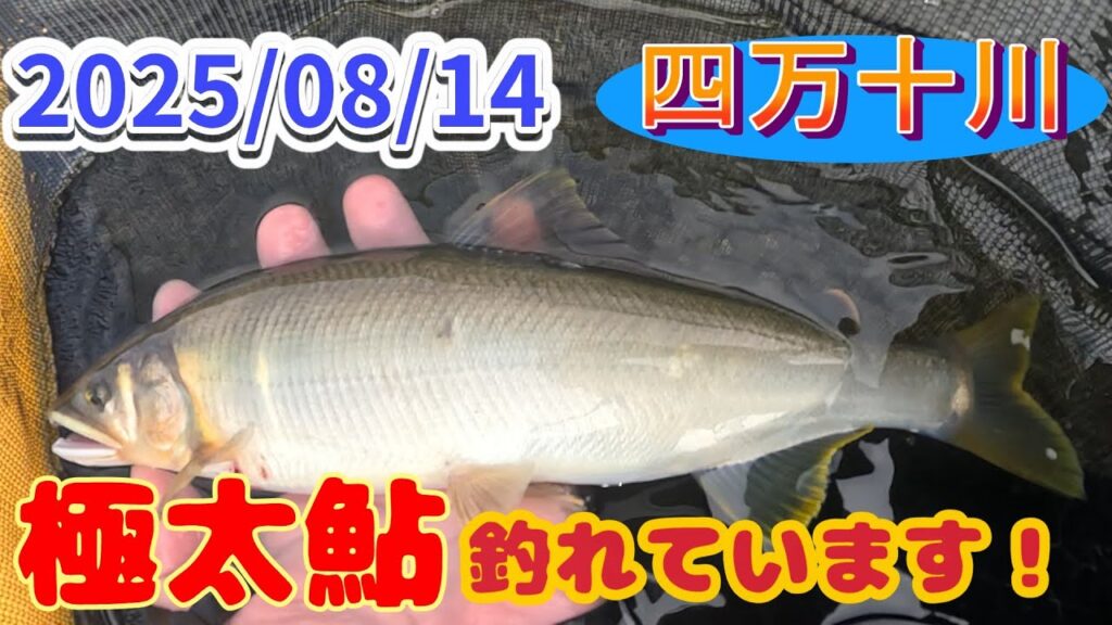四万十川デカ鮎釣り、調子こいてドンブリこいた。