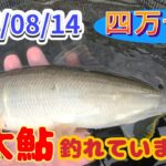四万十川デカ鮎釣り、調子こいてドンブリこいた。