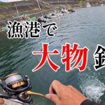 スーパーで買ったアサリで大物釣り！