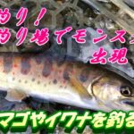 【渓流釣り】管理釣り場でモンスターが釣れた！！奇跡が起きました！＃渓流釣り＃管釣り＃アマゴ＃イワナ
