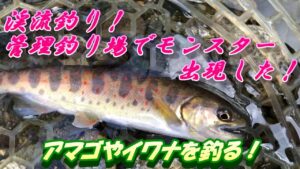 【渓流釣り】管理釣り場でモンスターが釣れた！！奇跡が起きました！＃渓流釣り＃管釣り＃アマゴ＃イワナ