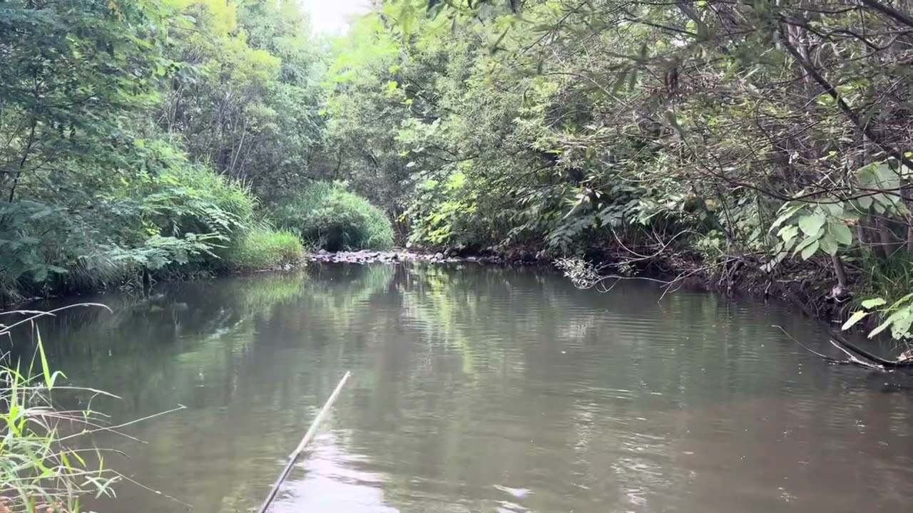 札幌市内の川で川釣り！