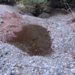 【渓流釣り】取り残されたヤマメを助けたい