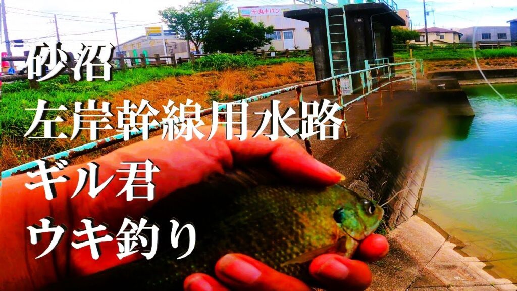 【砂沼、左岸幹線用水路、ウキ釣り】【利根川＆荒川水系、バス釣り、コイ、雷魚、ナマズ釣り、フィシング、シーバス釣り、埼玉釣り、関東釣り、東京釣り、茨城釣り、下妻市砂沼新田エリア】