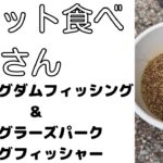 管理釣り場の魚のエサをレビュー！ペレット食べおじさんが唸る！