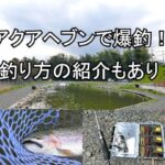 ４月に滋賀県の管理釣り場アクアヘブンで爆釣！釣り方の紹介もあります