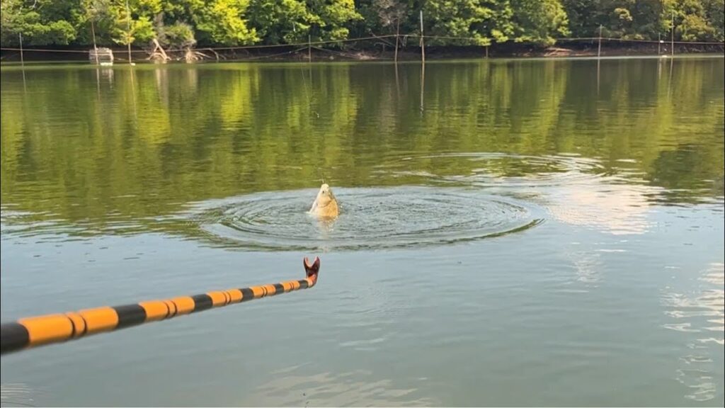 【ヘラブナ釣りライブ配信】とんでもない猛暑の沼。－ヘラユートピア早霧湖 早霧荘様にて実践配信中－　/まりんのこいけ