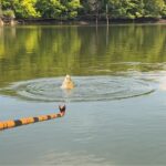 【ヘラブナ釣りライブ配信】とんでもない猛暑の沼。－ヘラユートピア早霧湖 早霧荘様にて実践配信中－　/まりんのこいけ