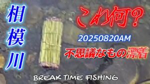【相模川】これ何？不思議なものがありました。＆本日の状況です。