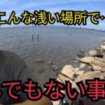 浜名湖の超浅瀬で釣りしたら…