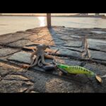 超最速浜名湖タコ釣り情報📢タコエギ必須な週末になりそうです【浜名湖釣り】🎣