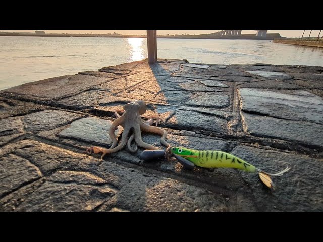 超最速浜名湖タコ釣り情報📢タコエギ必須な週末になりそうです【浜名湖釣り】🎣