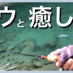 うらたんでワウに癒される【エリアトラウト】【管理釣り場】【うらたんざわ渓流釣場】