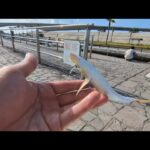 本日最速浜名湖釣り📢良型アジ爆釣タイムあり🐟【浜名湖釣り】🎣