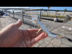 本日最速浜名湖釣り📢良型アジ爆釣タイムあり🐟【浜名湖釣り】🎣