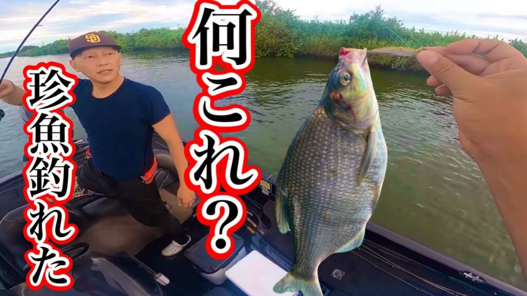 【バスフィッシング】バス釣りしてたらコレ釣れた！【花室川】