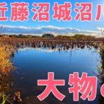 【ウキ釣りだいちゃん】やったぜ！近藤沼・城沼ハシゴで大物ゲット！（群馬県館林市）