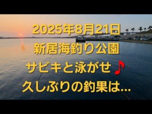 浜名湖　新居海釣り公園で夜のサビキと泳がせ釣行🎵