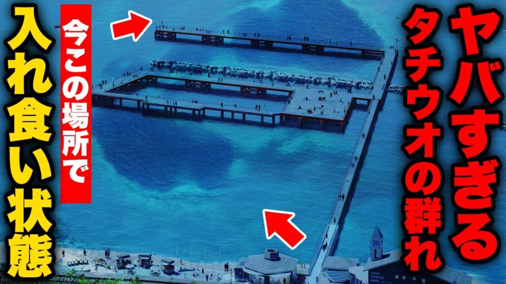 【緊急公開】今タチウオが爆釣してる釣り公園が凄すぎた。足元にギラギラの群れが湧いて入れ食い状態、釣れまくりの衝撃映像！！！ #太刀魚